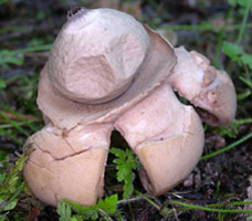 Geastrum triplex, the aperture and fine black lines surrounding it.